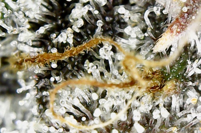 trichs420.jpg