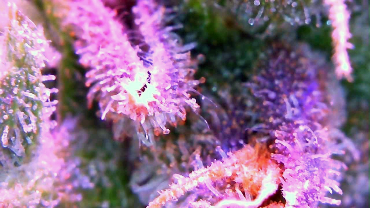 trichs5.jpg