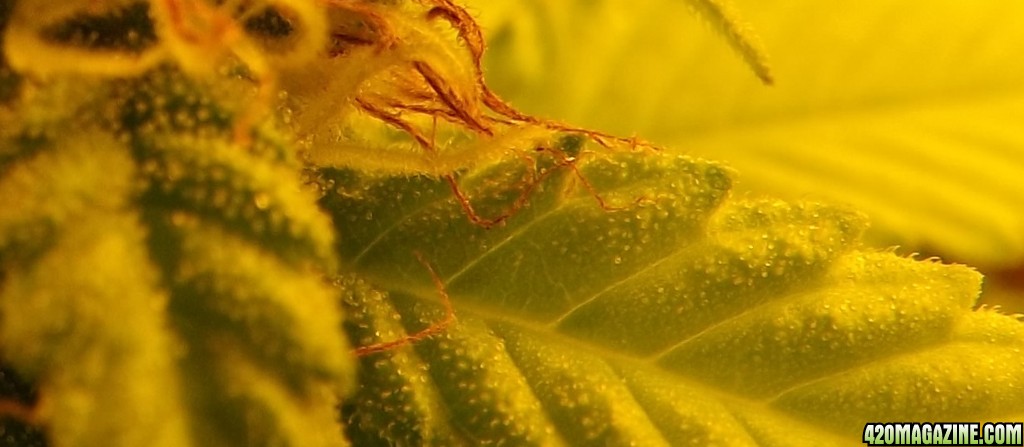 trichs_31