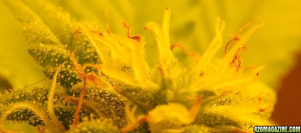 trichs_41