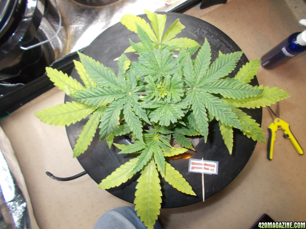 Trimmed and Trained Wonder Woman 33 days