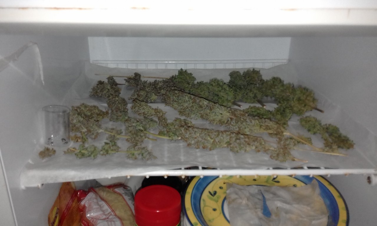 Trimmed buds.jpg