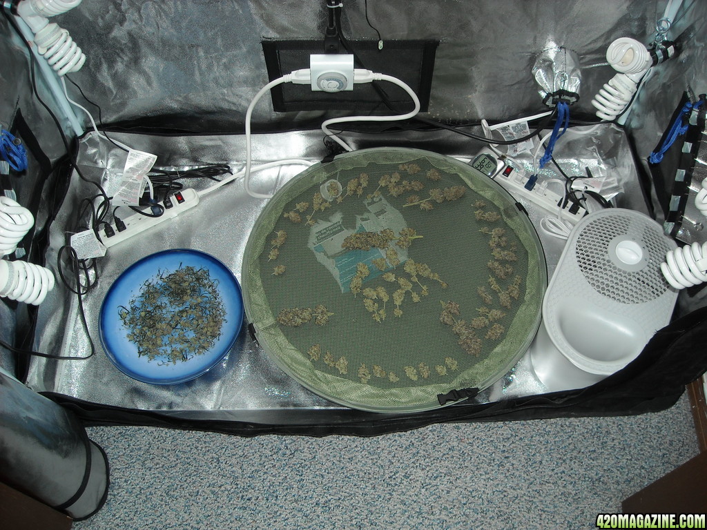 Trimmed buds on hanger tray