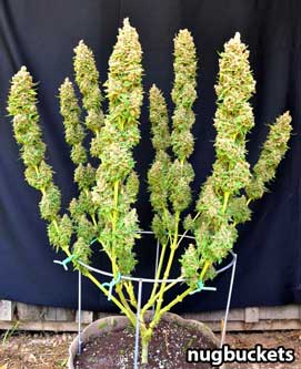 trimmed-main-lined-marijuana-plant-nugbuckets-sm.jpg