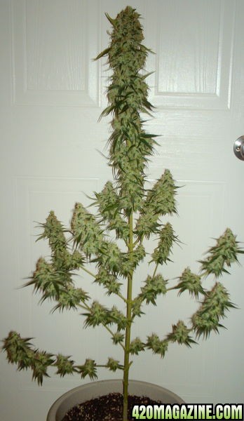 Trimmed n rdy day 55