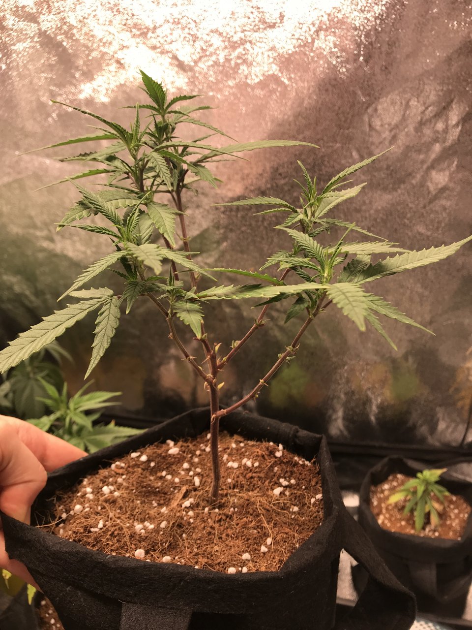 Trimmed Pink Kush Clone 1.JPG