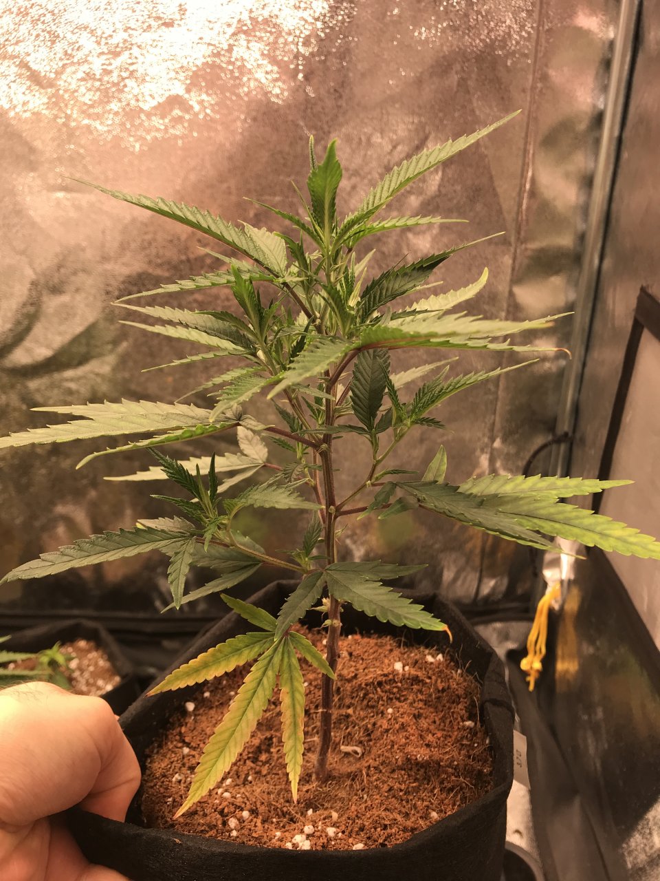 Trimmed Pink Kush Clone 2.JPG