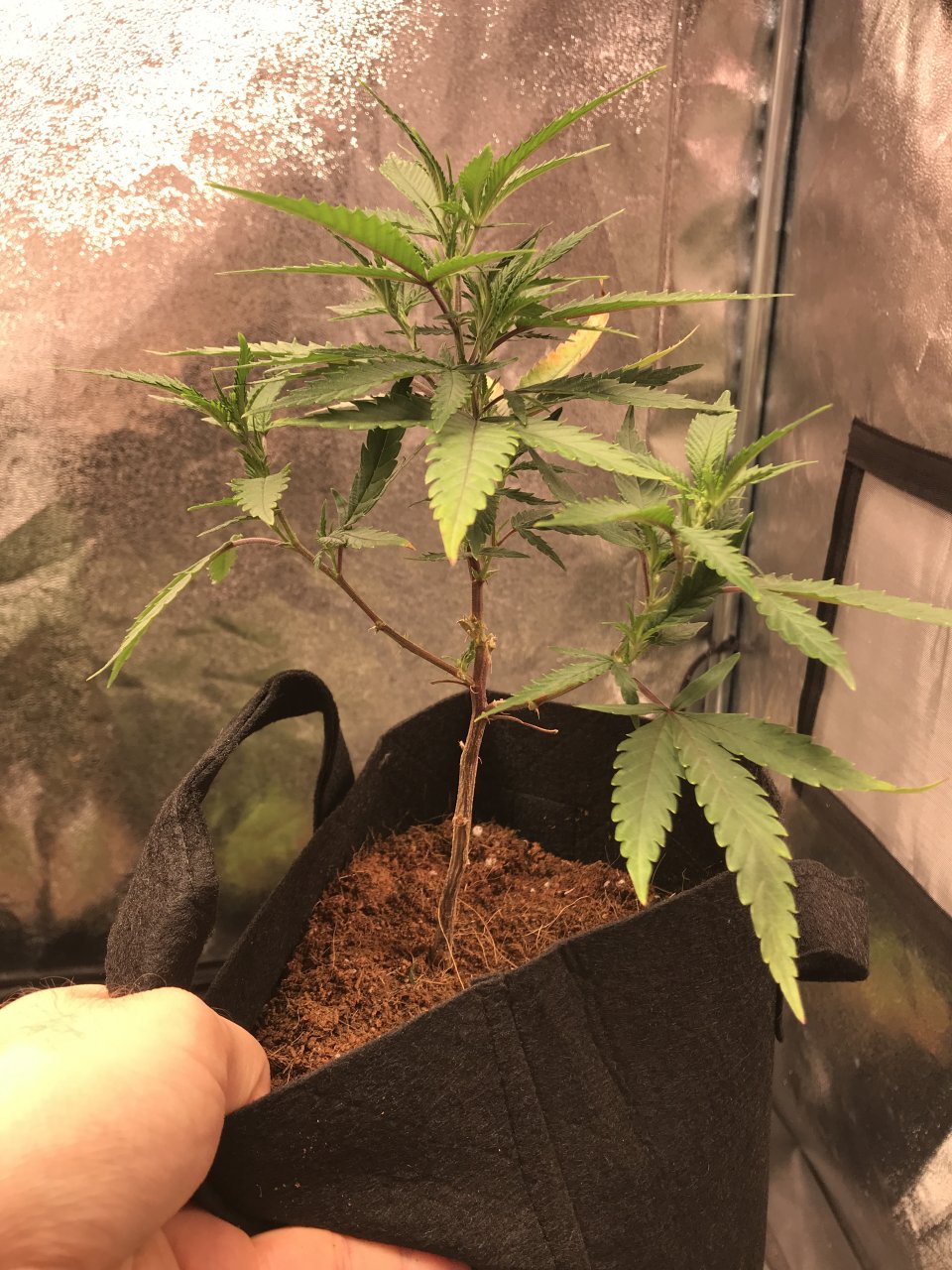 Trimmed Pink Kush Clone 3.JPG