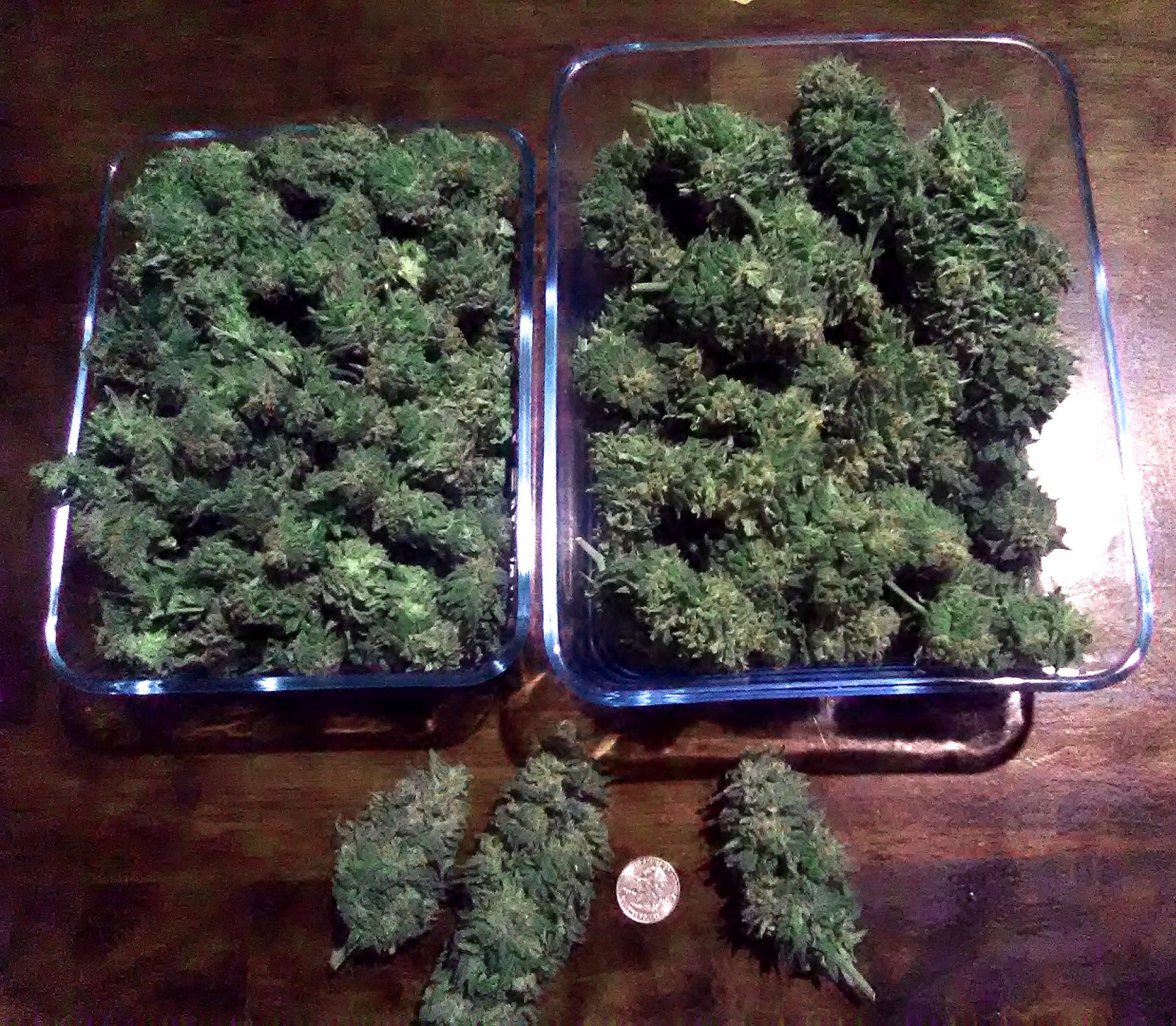 trimmed_CBD_buds1.jpg