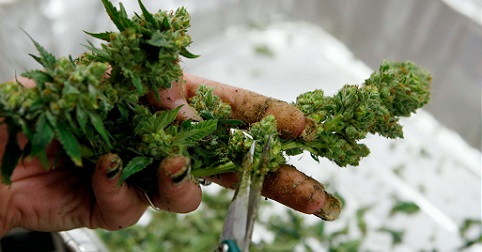 trimming buds