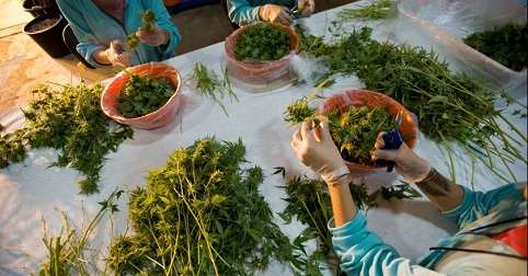 trimming buds