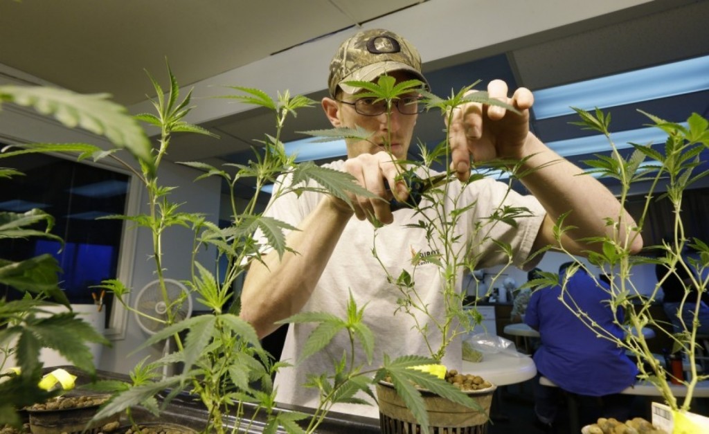 Trimming Cannabis