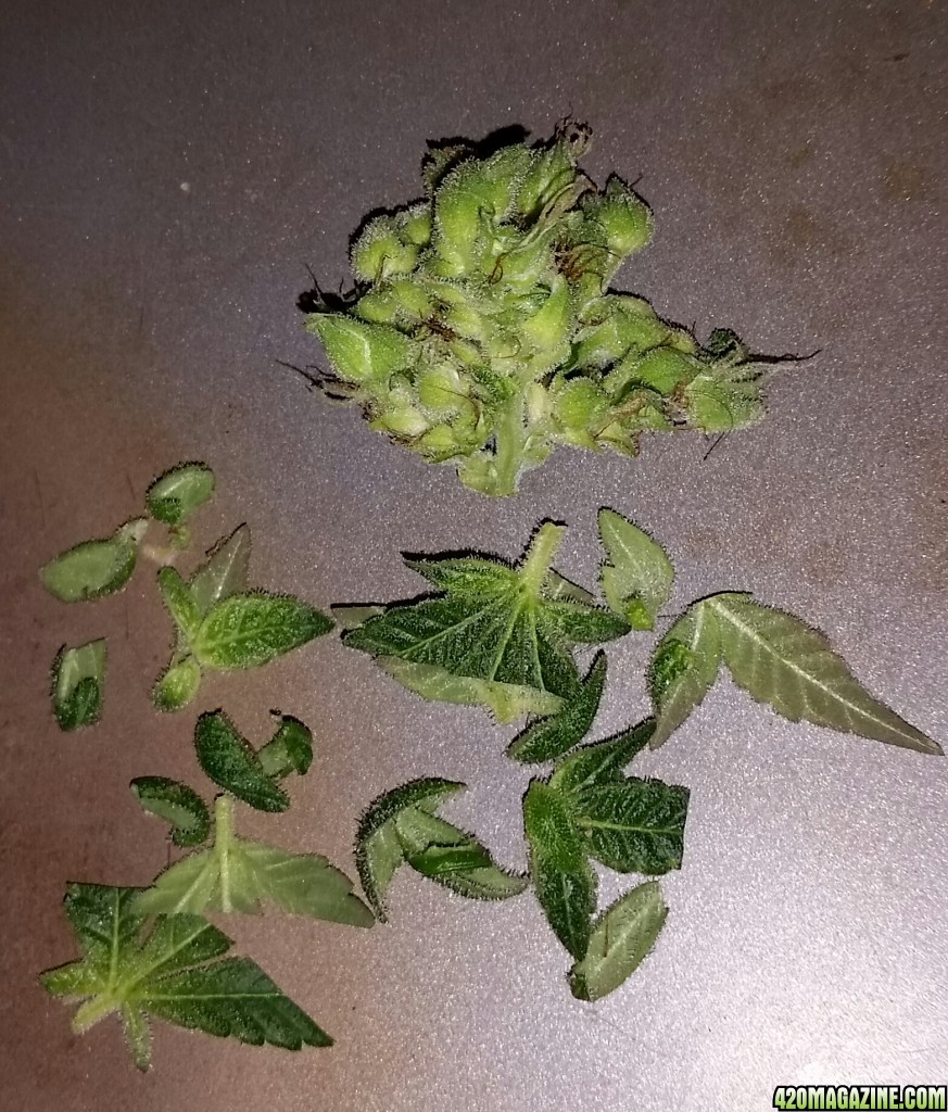 Trimming question