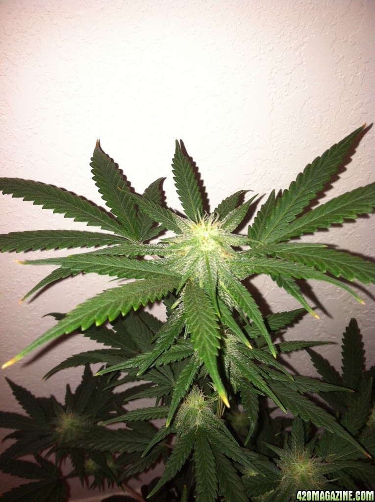 trip diesel day 28 flowering