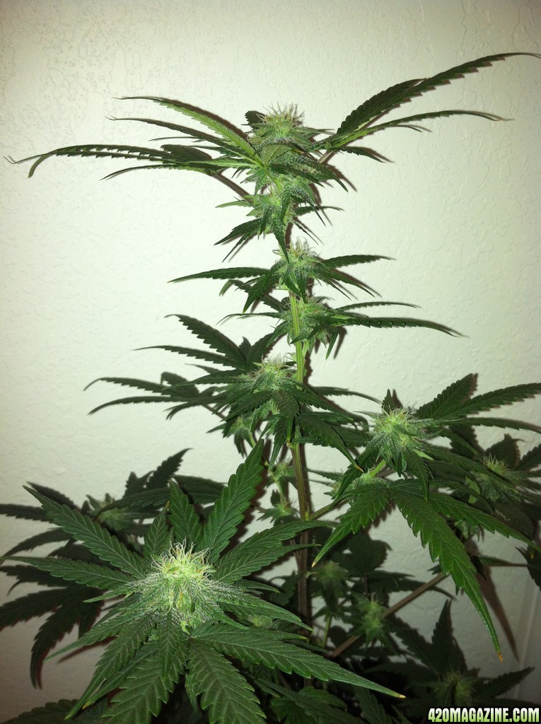 trip diesel day 28 flowering