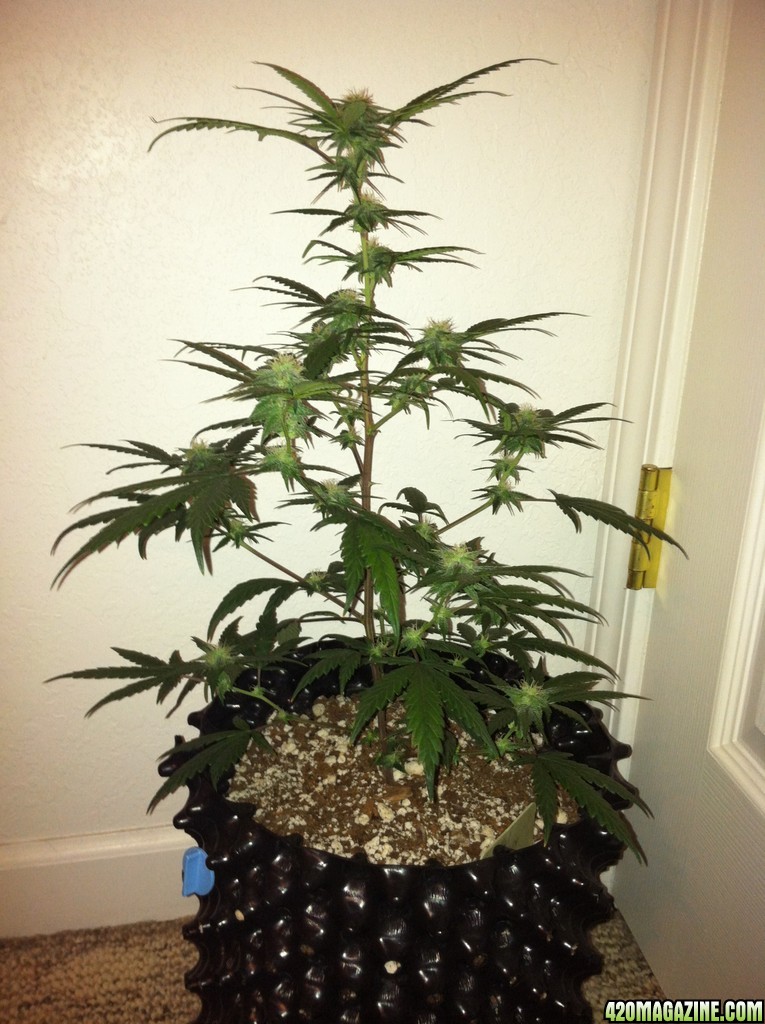 trip diesel day 28 flowering