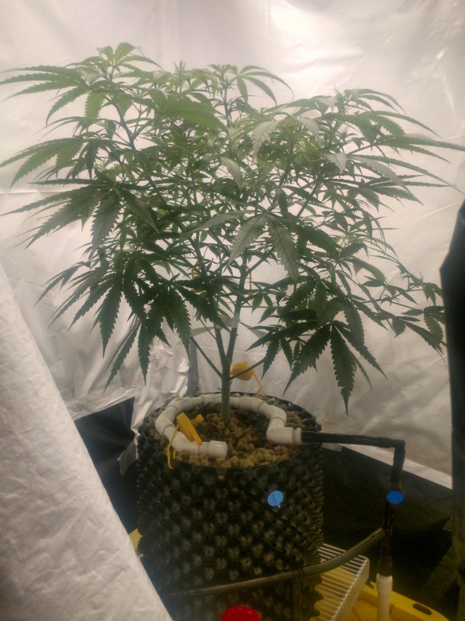 Triple Cheese-gen1-day1.jpg