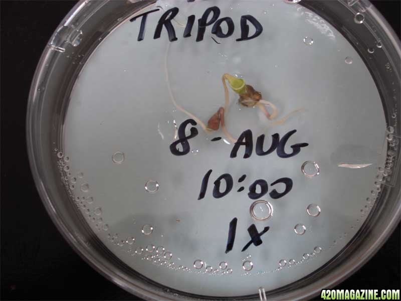 Tripod germination