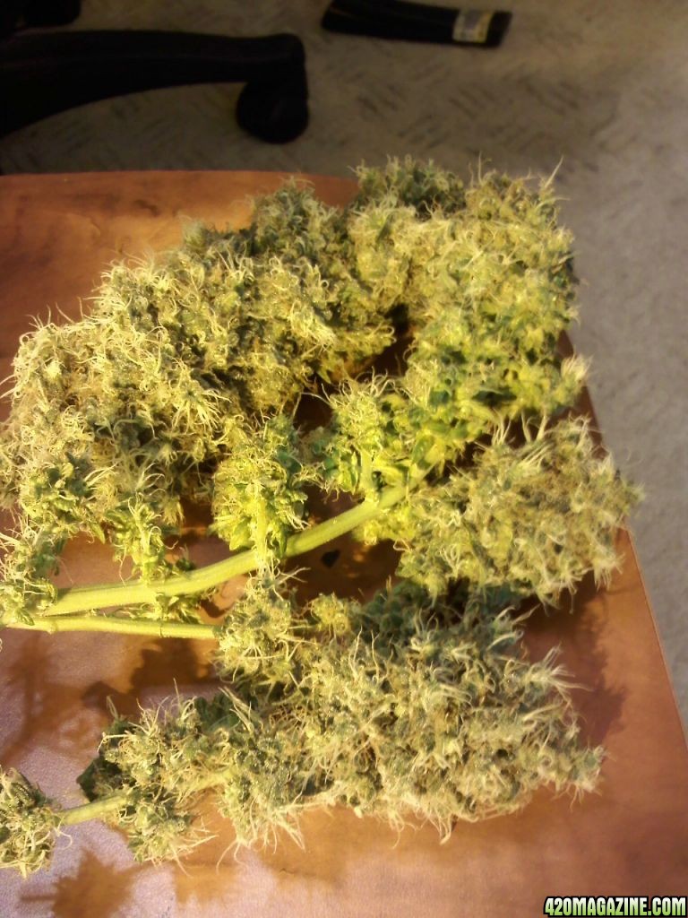 TRON HARVEST