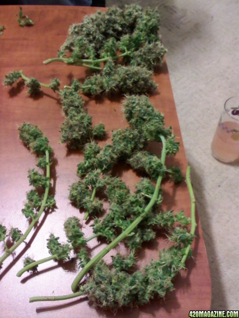 TRON HARVEST