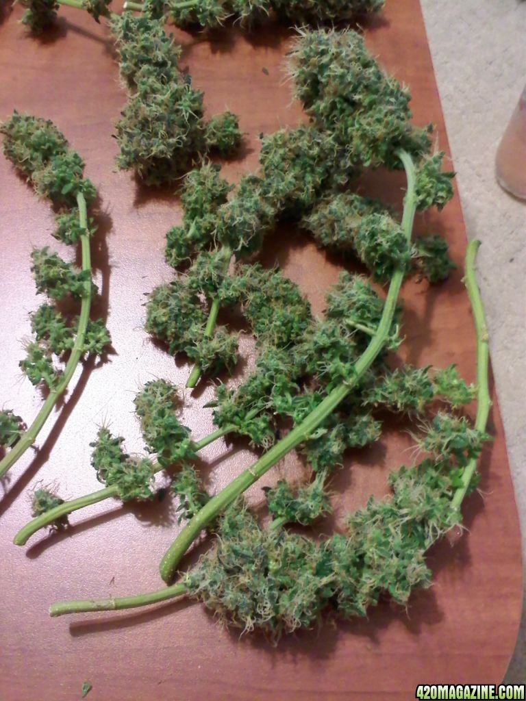 TRON HARVEST