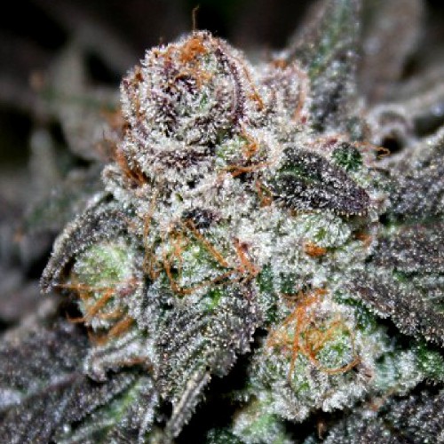 tropical-Mango-cannapotseeds-cannabis-weed-stuff.jpg