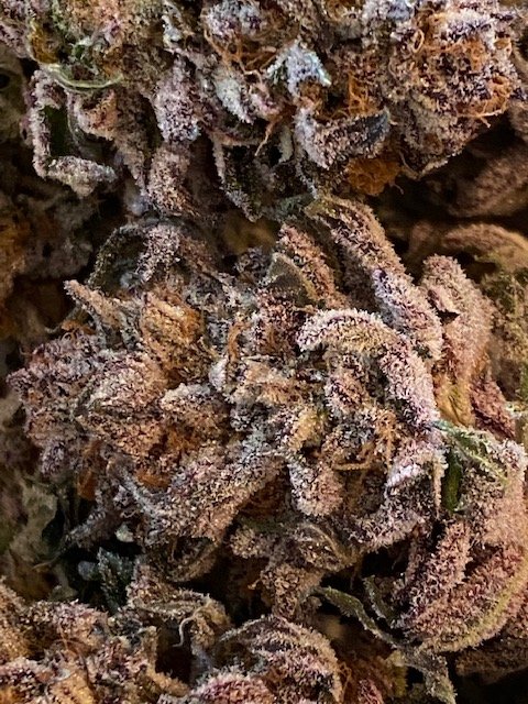 Tropical Punch trimmed and ready to be an appetizer.jpg