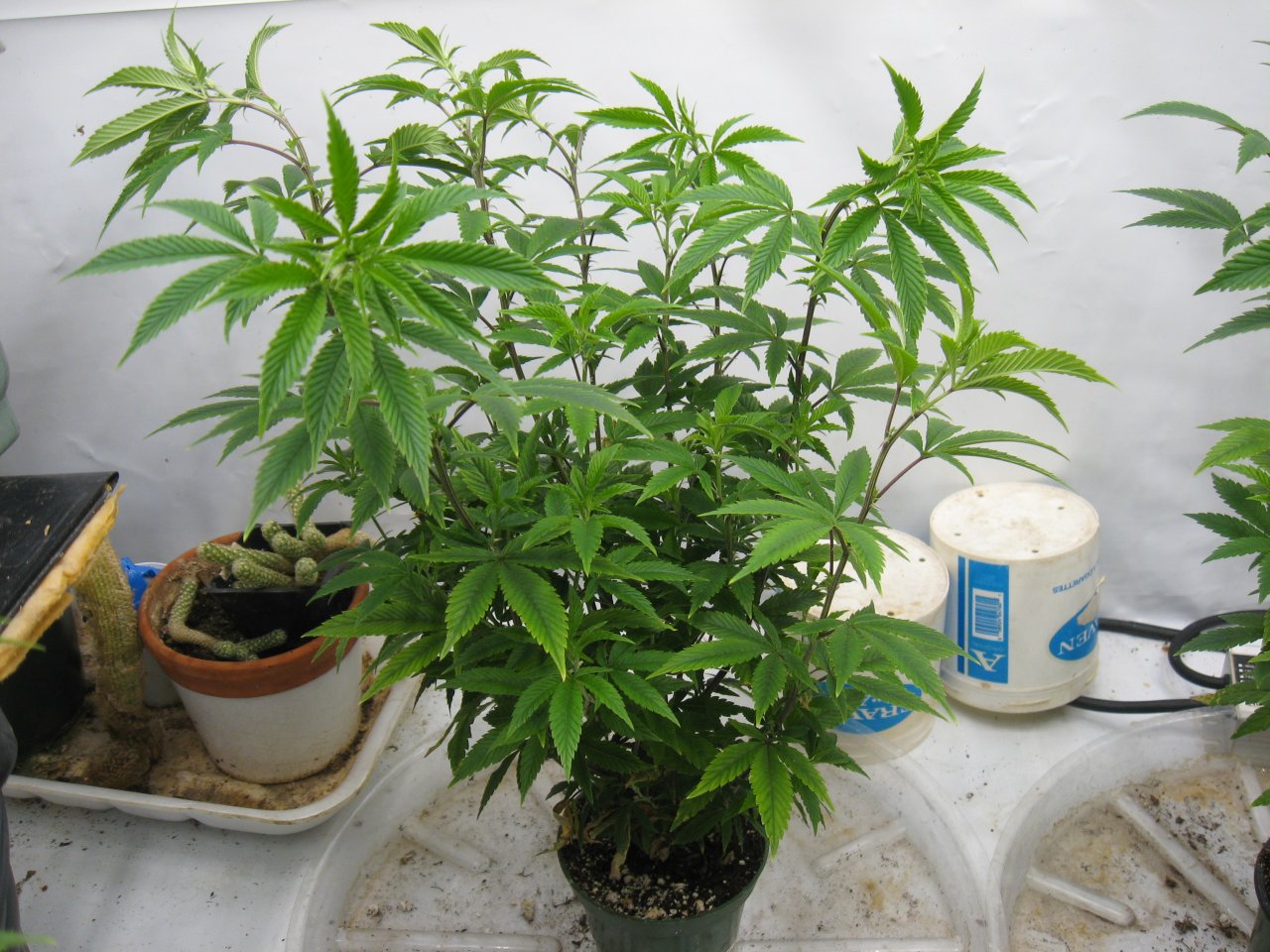 Tropicana Banana clone IMG_4274.JPG