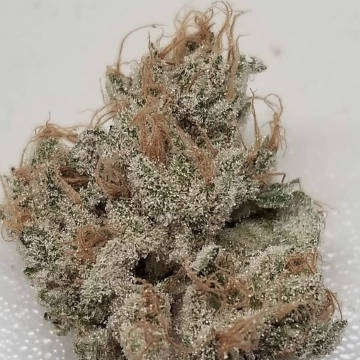 tropicana-kush-oniseeds-hanfsamen-marijuana-dope.jpg