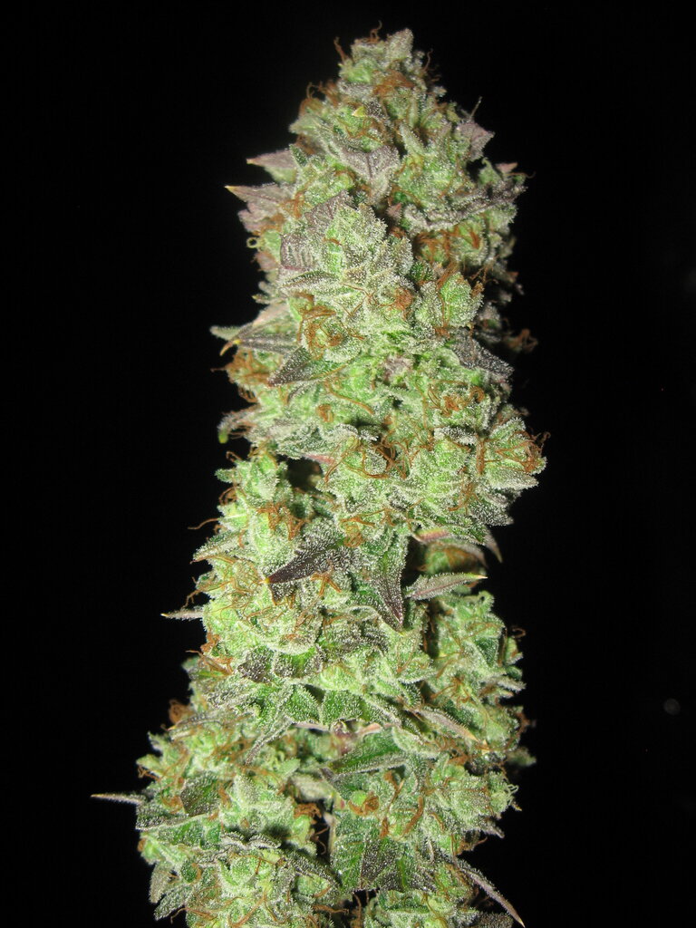 Tropicanna Banana _3249.jpg