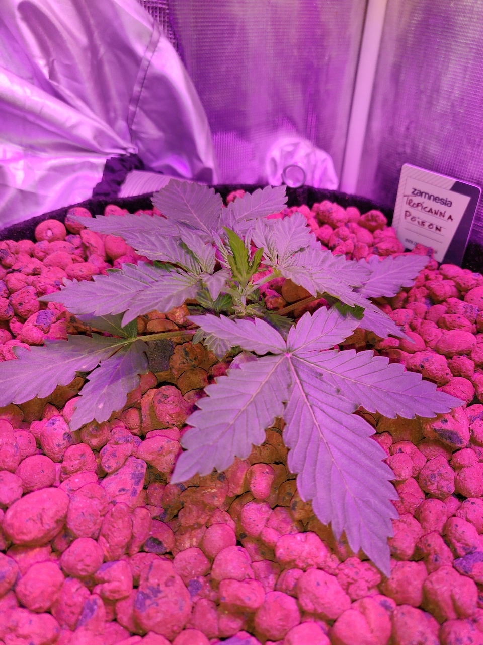 Tropicanna Poison - day 17 - 1.jpg