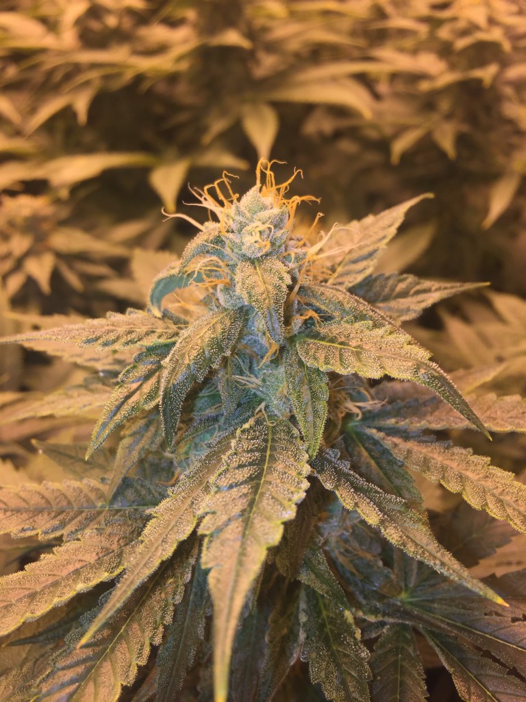 True OG 6th week of flower