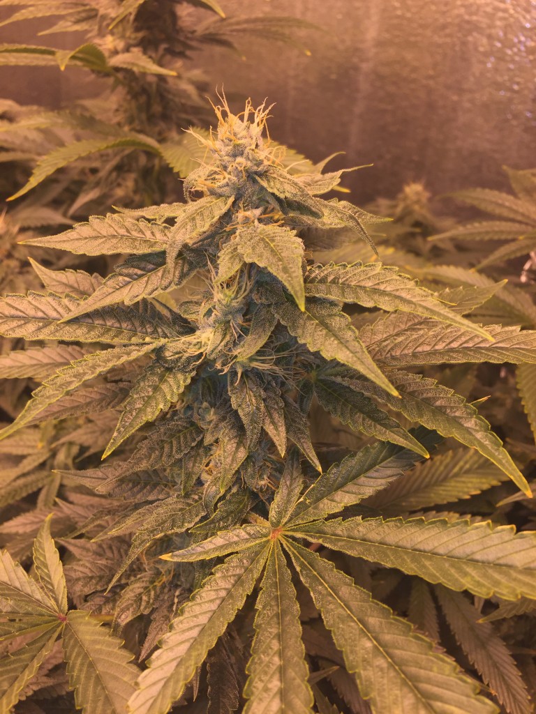 True OG 6th week of flower