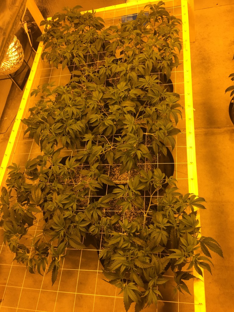 True OG Clones 5.5wks old