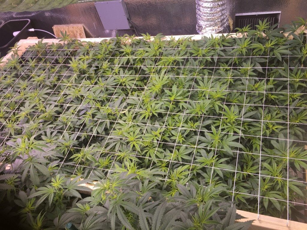 True OG SCROG