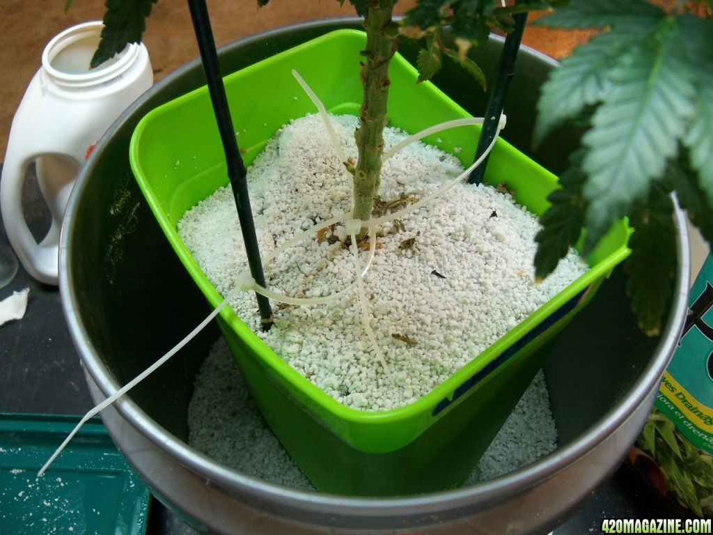 True up the plant hight, with more perlite, while it's still in the bucket