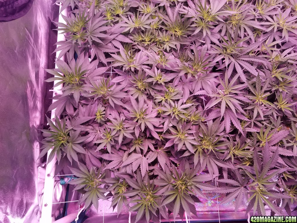 truthband 6 days in flower