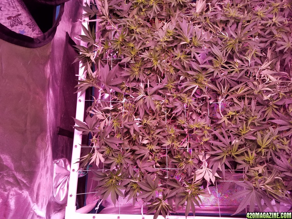 truthband after tuck 6 days in flower