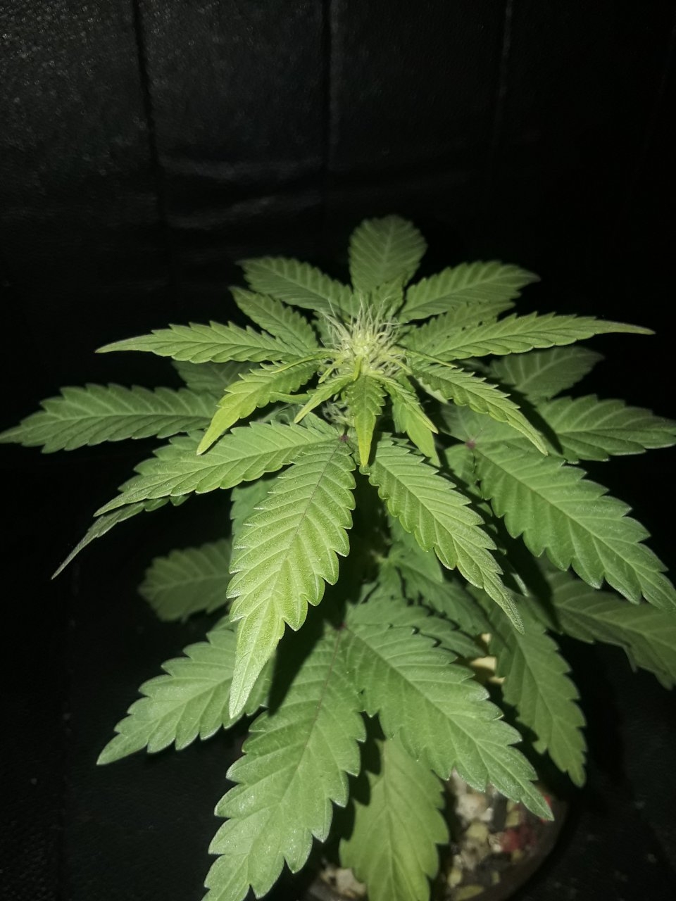 TTB short pheno