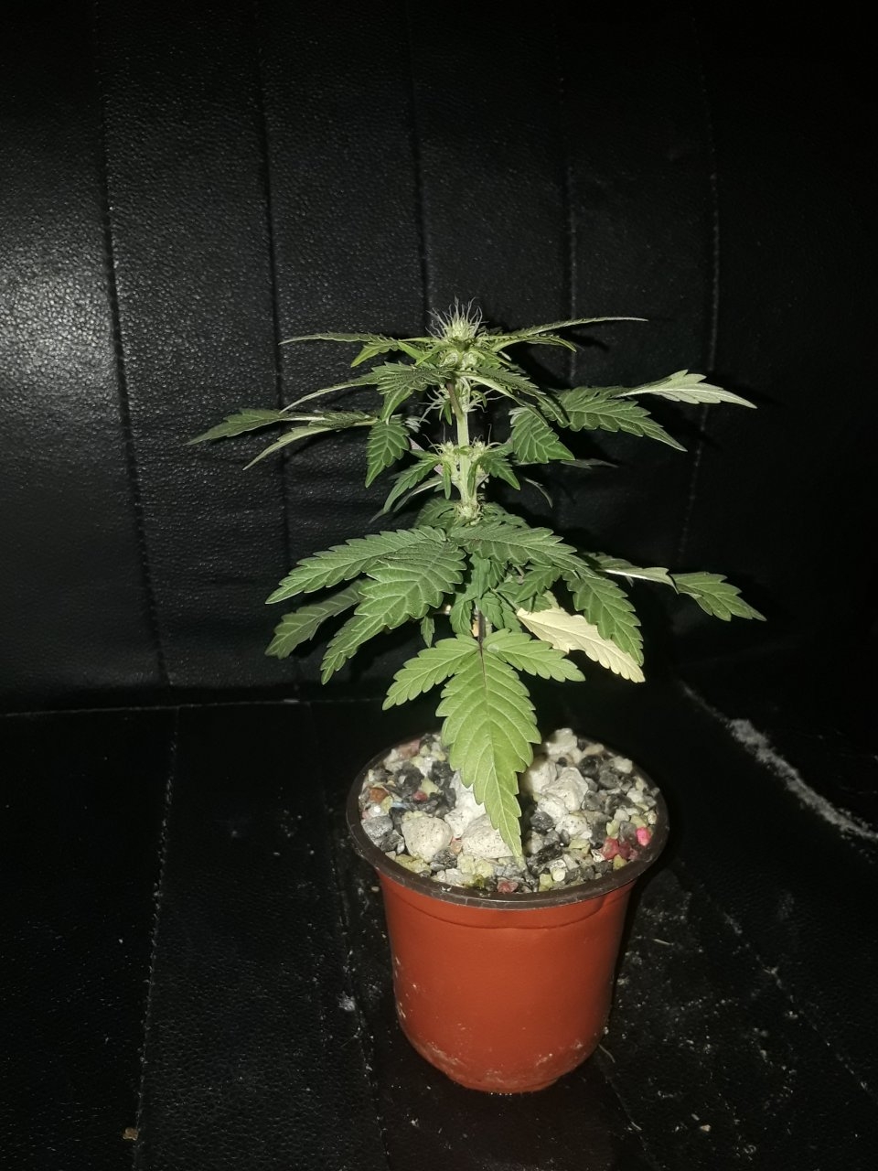 TTB short pheno