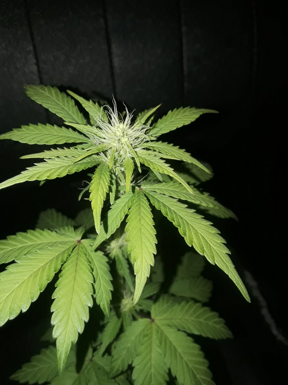 TTB tall pheno