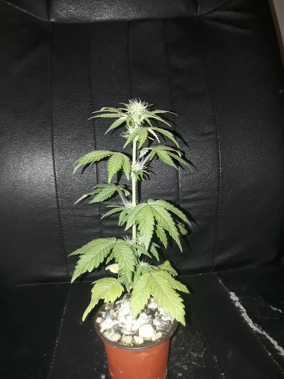 TTB tall pheno