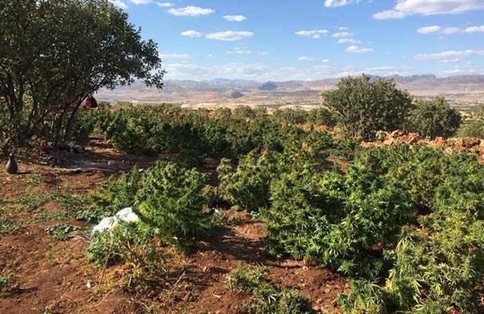 Turkish Cannabis - AA Photo