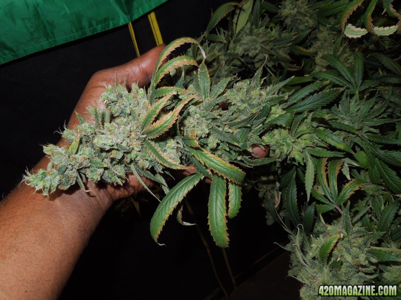 Tut harvest bud 1.jpg