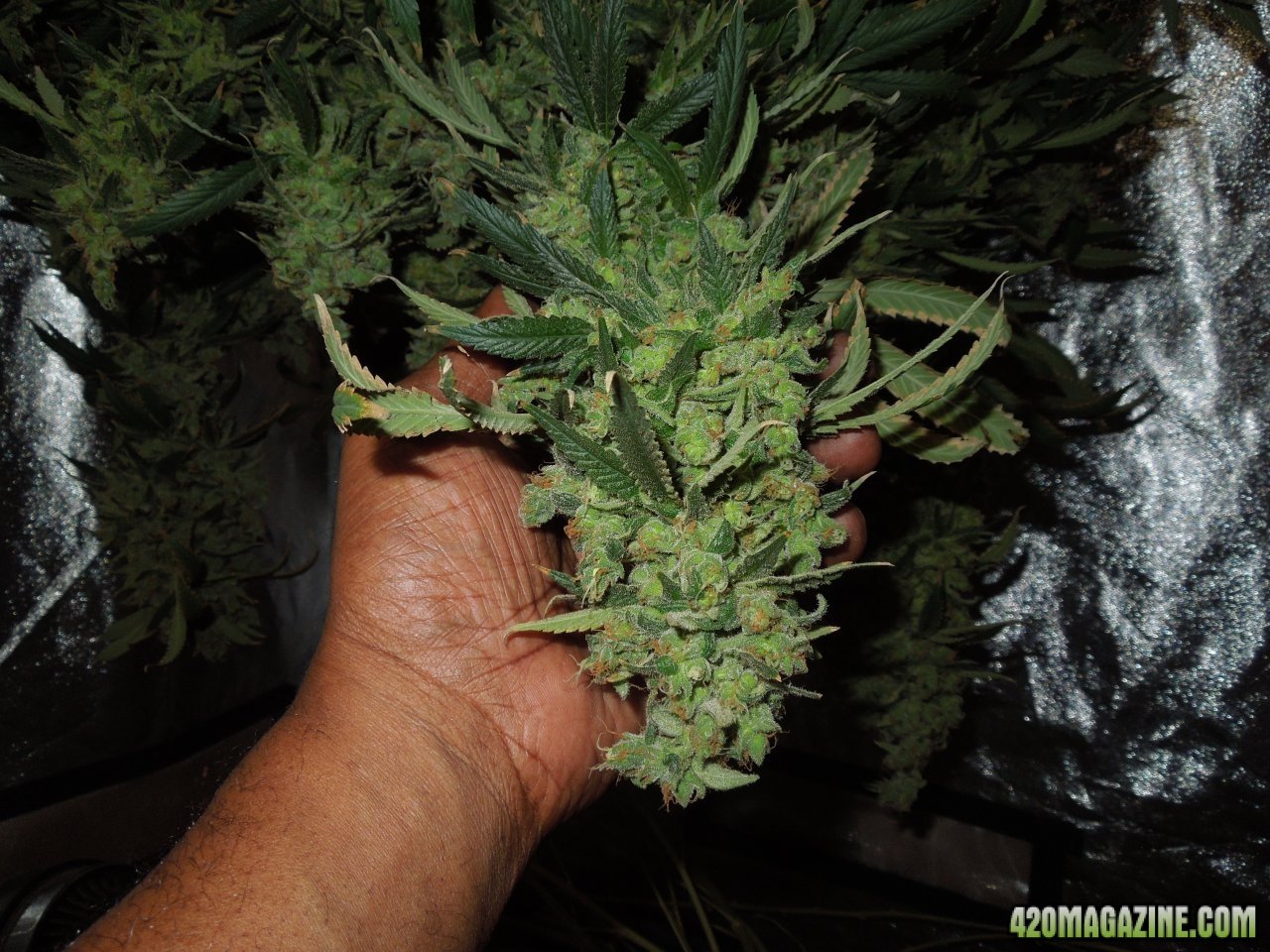 Tut harvest bud 4.jpg