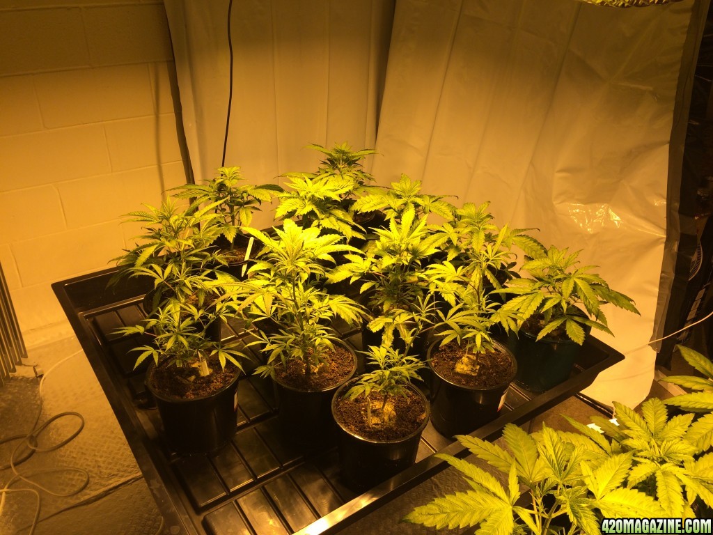 Two 600w HPS Flood and Drain setup