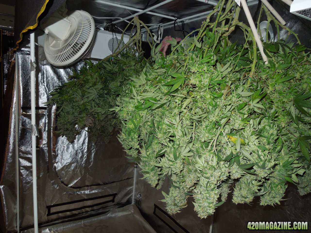 Two bushes full of colas hanging 2.jpg