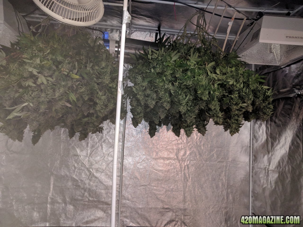 Two bushes full of colas hanging 3.jpg