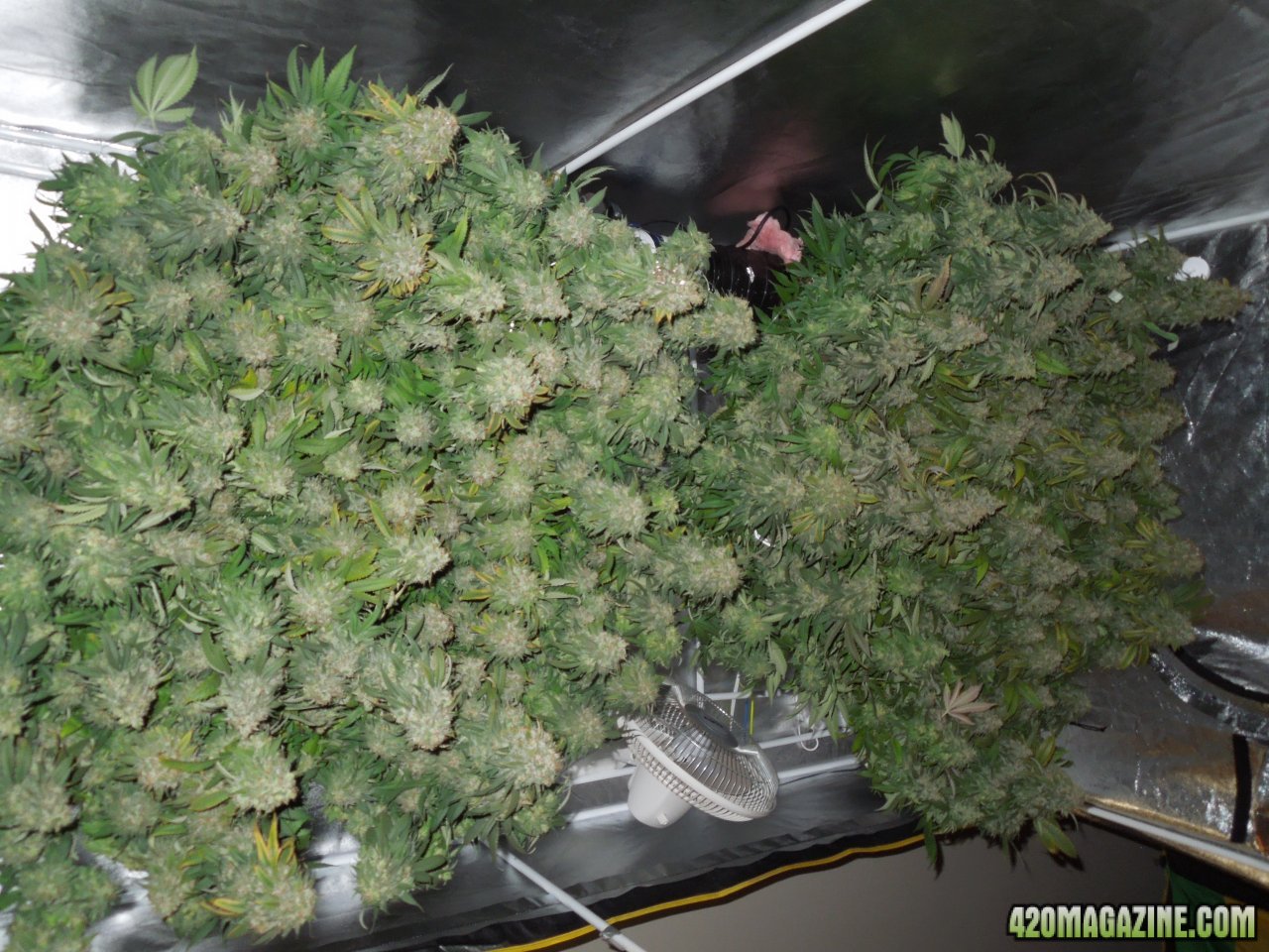 Two bushes full of colas hanging 4.jpg