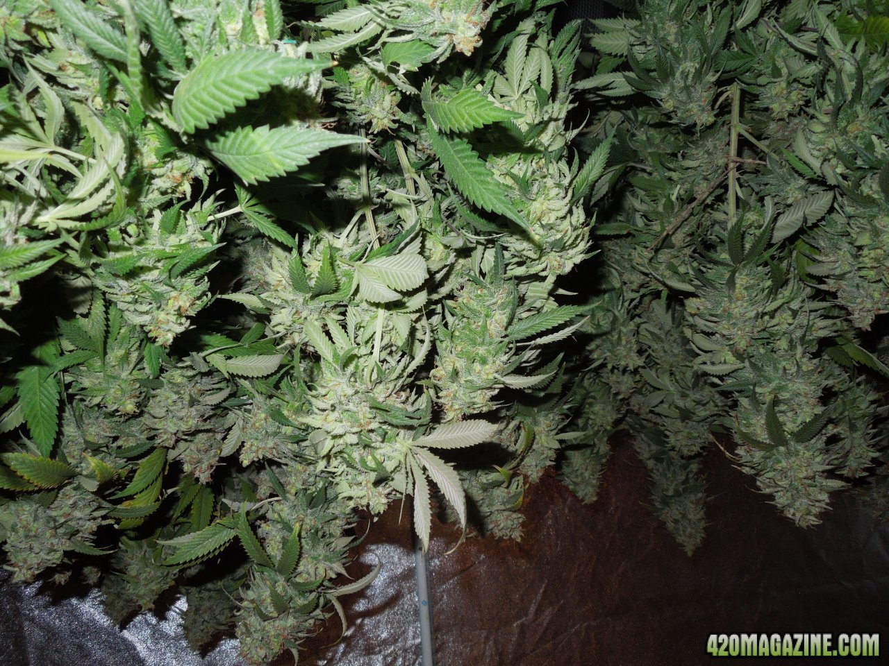 Two bushes full of colas hanging.jpg